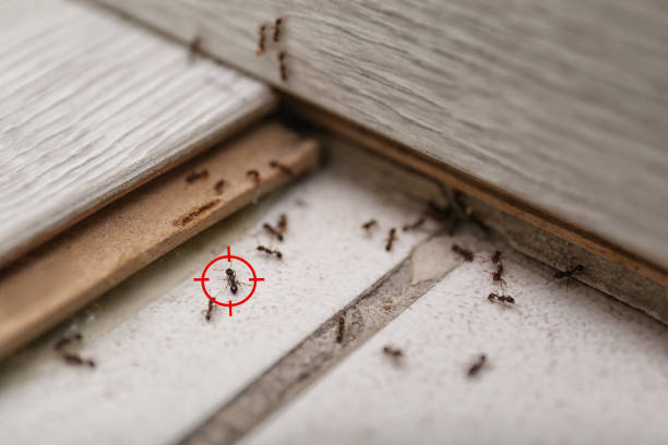 Best Pest Removal Services  in Pittsfield, MA